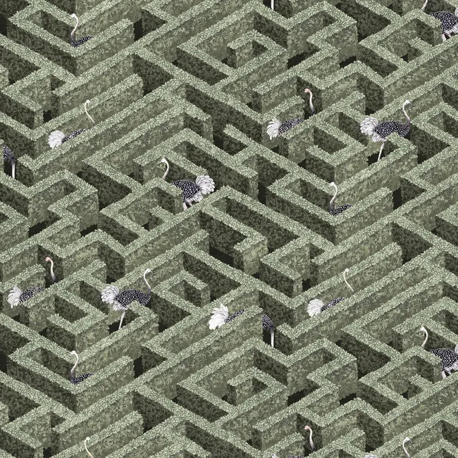 Labyrinth With Ostriches