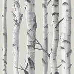Birch Tree Grey Peel & Stick