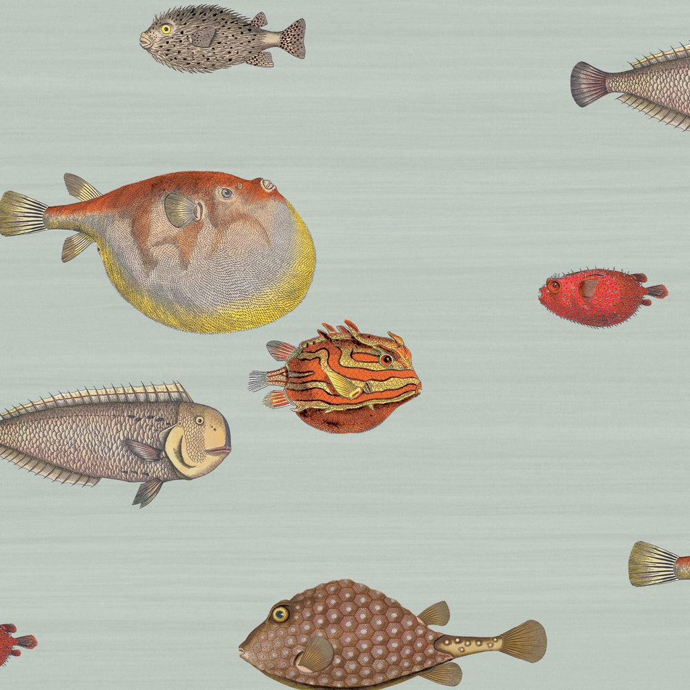 Acquario Fish (Multiple Colorways)