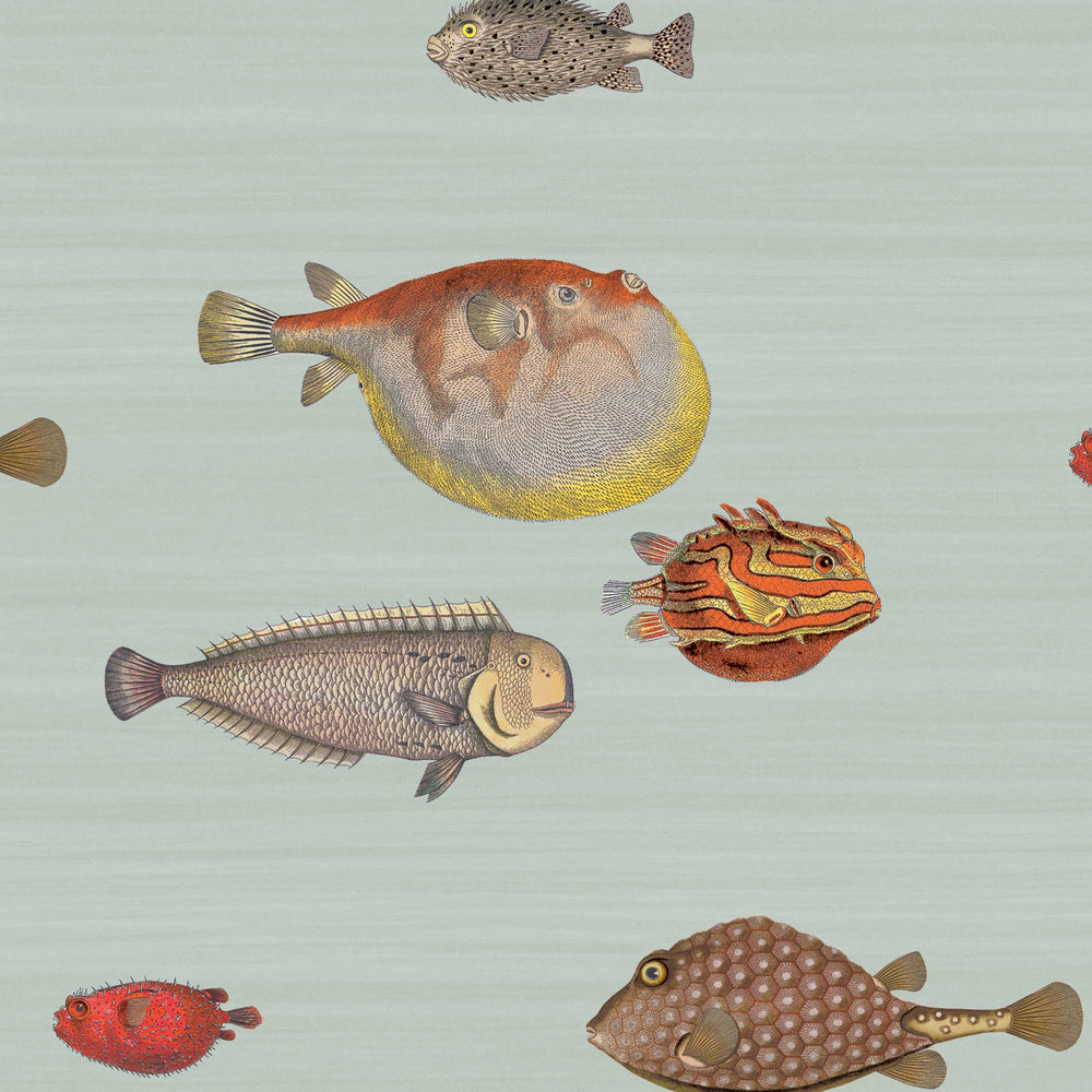 conversational fish wallpaper