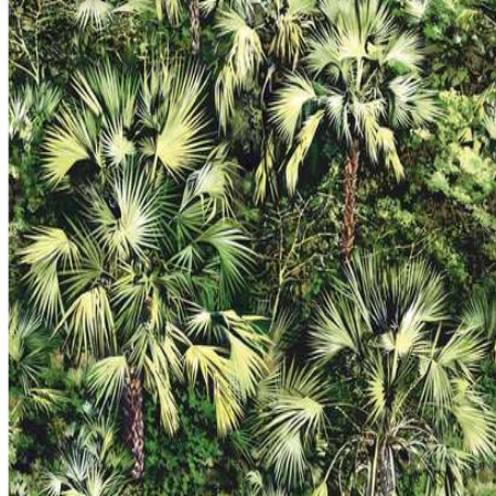 tropical jungle wallpaper