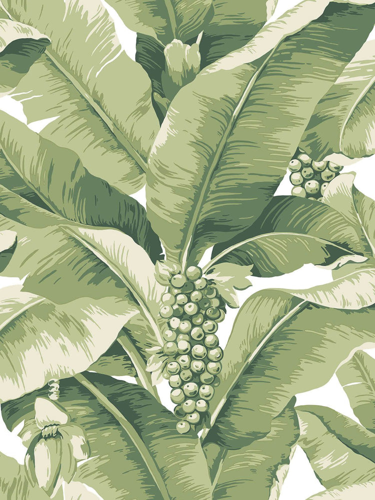 green palm leaf wallpaper